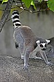 Cincinnati Zoo 794 ring-tailed lemur.jpg