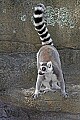 Cincinnati Zoo 804 ring-tailed lemur.jpg