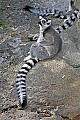 Cincinnati Zoo 828 ring-tailed lemur.jpg