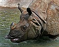 Cincinnati Zoo 835 pregnant indian rhinoceros.jpg