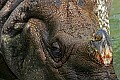 Cincinnati Zoo 843 indian rhinoceros.jpg
