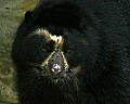 Cincinnati Zoo 847 spectacled bear.jpg