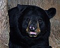 Cincinnati Zoo 855 black bear.jpg