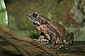 _MG_1624 Surinam Toad.jpg