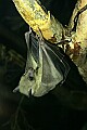 _MG_1653 Egyptian Fruit Bat.jpg