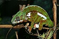_MG_1668 Panther Chameleon.jpg