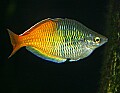 _MG_1706 rainbowfish.jpg