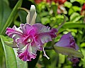 _MG_1714 orchid.jpg