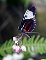 _MG_1735 butterfly.jpg