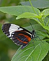 _MG_1744 butterfly.jpg