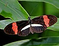 _MG_1765 butterfly.jpg