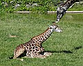_MG_1782 young giraffe and male.jpg