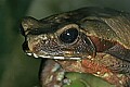_MG_1838 Surinam Toad.jpg