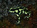_MG_1843 poisonous frog.jpg