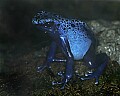 _MG_1860 blue poison frog.jpg