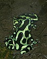 _MG_1870 green poison-arrow frog.jpg
