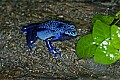 _MG_1879 poisonous frog.jpg