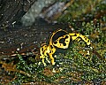 _MG_1883 yellow-banded poison frog.jpg