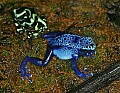 _MG_1916 poisonous frog.jpg