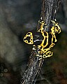 _MG_1924 yellow-banded poison frog.jpg