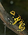_MG_1926 yellow-banded poison frog.jpg