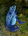 _MG_1929 poisonous frog.jpg