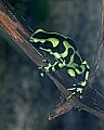 _MG_1955 green poison-arrow frog.jpg