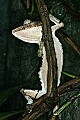 _MG_1966 tailed gecko.jpg