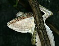 _MG_1973 madagascar leaf tail gecko.jpg