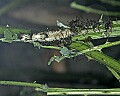 _MG_2024 leaf cutting ants.jpg
