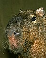 _MG_2049 capybara.jpg