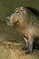 _MG_2055 capybara.jpg