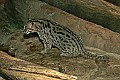 _MG_2074 fishing cat.jpg