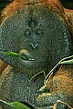 _MG_2117 male orangutan.jpg