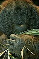_MG_2122 male orangutan.jpg