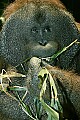_MG_2126 male orangutan.jpg