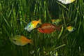 _MG_2172 rainbowfish.jpg