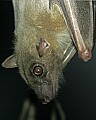 _MG_2422 egyptian fruit bat.jpg