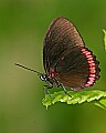 _MG_2495 butterfly.jpg