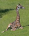 _MG_2524 young giraffe.jpg