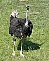 _MG_2535 ostrich.jpg