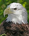 _MG_2556 bald eagle.jpg