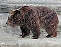 _MG_2807 grizzly bear.jpg