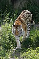 _MG_2811siberian tiger.jpg