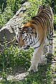 _MG_2817 siberian tiger.jpg