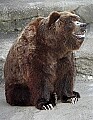 _MG_2833 grizzly bear.jpg