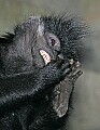 _MG_2934 francois' monkey--biting toenails.jpg