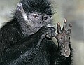 _MG_2938 francois' monkey checking fingernails.jpg