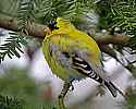 _MG_1795 male goldfinch.jpg