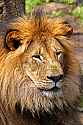 _MG_2006 male lion.jpg